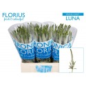 veronique SMART LUNA - Florius BV