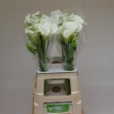 calla Crystal Blush blanc - van Schie Calla's