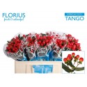 hypericum COCO TANGO - Florius BV