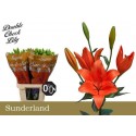 lys SUNDERLAND - Double Check Lily