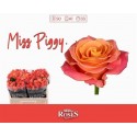 R GR MISS PIGGY+ - Berg RoseS