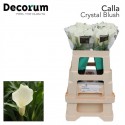 calla Crystal Blush blanc - Future Flowers