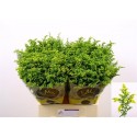 solidago CARZAN GLORY - Marginpar / KS