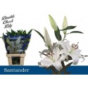 lilium santander blanc - Double Check Lily