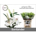 lilium santander blanc - Gentily