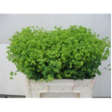 Alchem M Robustica - R.C.Q. de Groot-Nw'hout