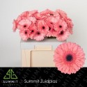 gerbera SCALA - Summit Zuidplas