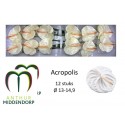 anthurium acropolis blanc - AnthurMiddendorp