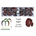 anthurium TROPIC NIGHT - AnthurMiddendorp