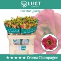 lysianthus G CROMA CHAMPAGN - Lugt Lisianthus