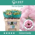 lysianthus G COTTON Candy rose - Lugt...