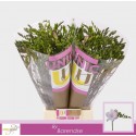 freesia HONEYMOON - UNICGOLD Barendse
