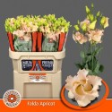 lysianthus E FALDA APRICOT - Kwekerij...