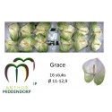 anthurium GRACE - AnthurMiddendorp