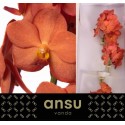 VANDA NA PEACH MANGO - Ansu