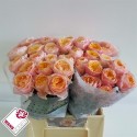 R GR VUVUZELA - Wans Roses