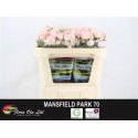 R branchue MANSFIELD PARK - Flora Ola Ltd.