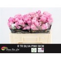 R branchue SILVA PINK+ - Flora Ola Ltd.