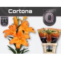 lys Cortona - Qualily