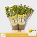 freesia Soleil jaune - UNICGOLD Zandvoort