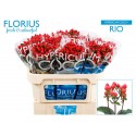 hypericum COCO RIO - Florius BV