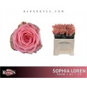 R GR SOPHIA LOREN - Berg RoseS