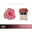 R GR SOPHIA LOREN - Berg RoseS