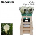 calla Crystal Blush blanc - Future Flowers