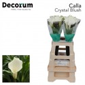 calla Crystal Blush blanc - Future Flowers