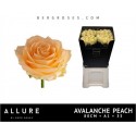 R GR AVALANCHE PEACH - Allure