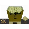 R GR AVALANCHE+ - SK Roses Gold