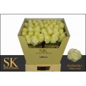 R GR AVALANCHE+ - SK Roses White Gold