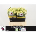 R branchue BANDOLERO - Sian Agriflora