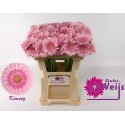 germini Kimsey rose - Gebr. Weijs America