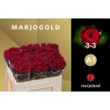 R Gr Red Naomi! - Marjoland