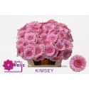 germini Kimsey rose - Gebr. Weijs America