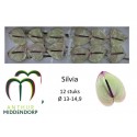 anthurium SILVIA - AnthurMiddendorp