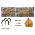 anthurium TEQUILA - AnthurMiddendorp