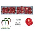 anthurium Tropical rouge - AnthurMiddendorp