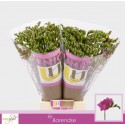 freesia Purple Rain fuchsia - UNICGOLD...