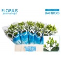 hypericum Coco Bamboo vert - Florius BV