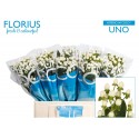 hypericum COCO UNO - Florius BV