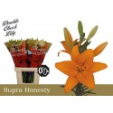 lys Honesty orange - Double Check Lily