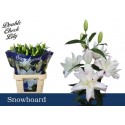 lilium DU SNOWBOARD - Double Check Lily