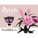 lilium FRONTERA - Dutch Lily Masters