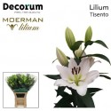 lilium TISENTO - Moerman Lilium BV
