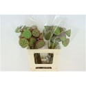 NELUMBO NUCIFERA - Ter Haar Ornamental Fl