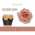 R GR DORIS DAY - Berg RoseS