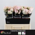 R branchue MANSFIELD PARK - Flora Ola Ltd.
