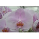 Phal Tikal rose - Walter Grootscholten
